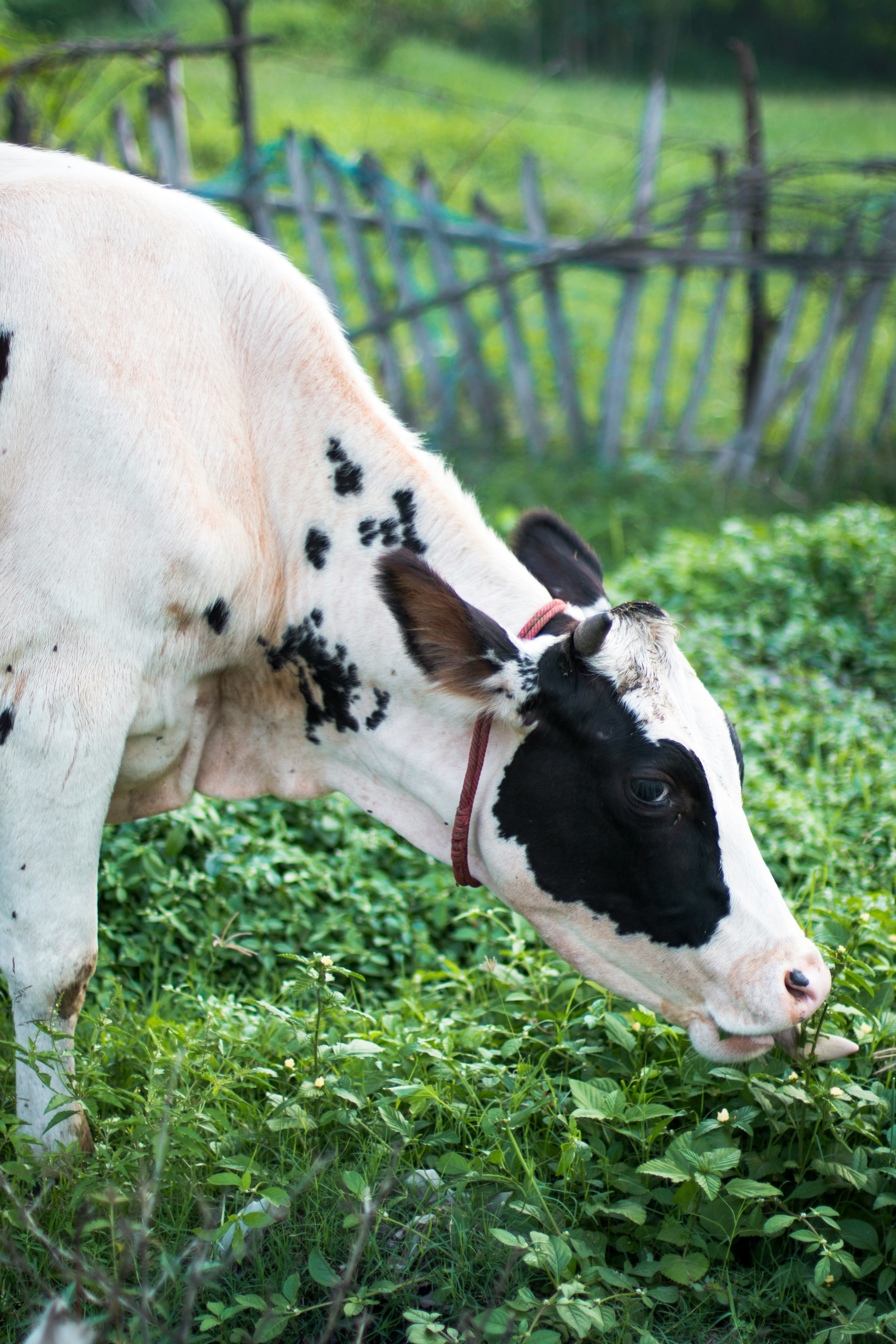A cow eating grass